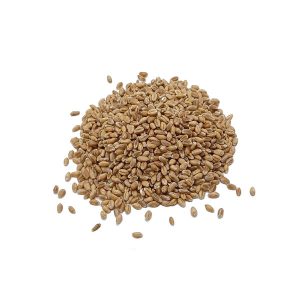 grano-trigo- Graneria Moreneta